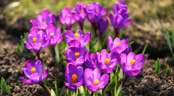 Get the Glow: Why Saffron is the Secret to Radiant Skin